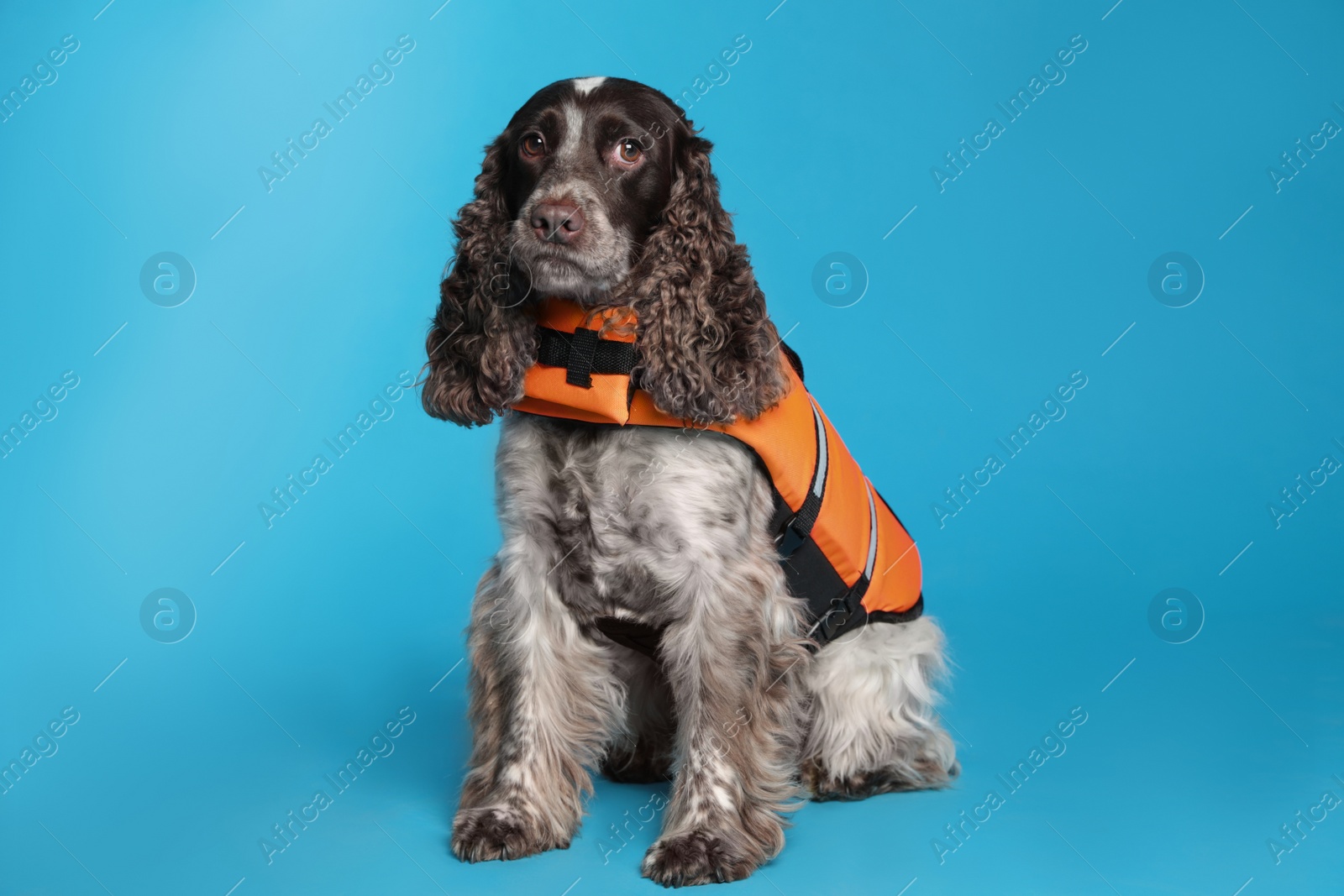 Photo of Dog rescuer in life vest on light blue background