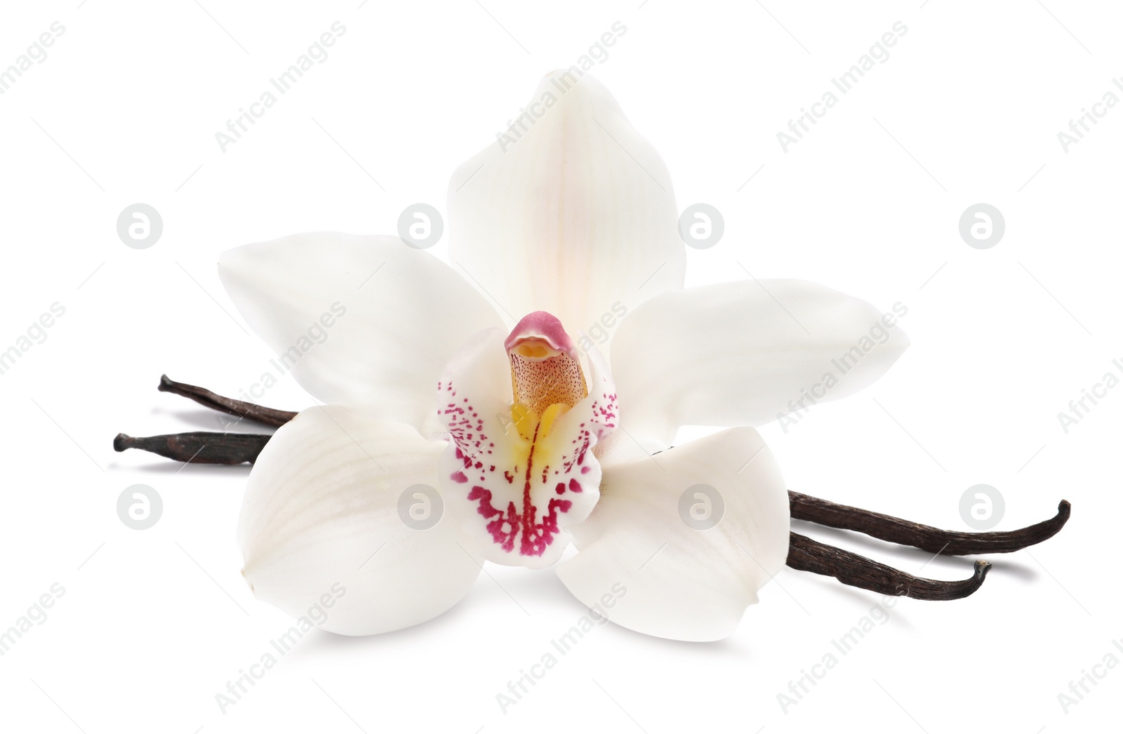 Photo of Aromatic vanilla sticks and beautiful orchid flower on white background