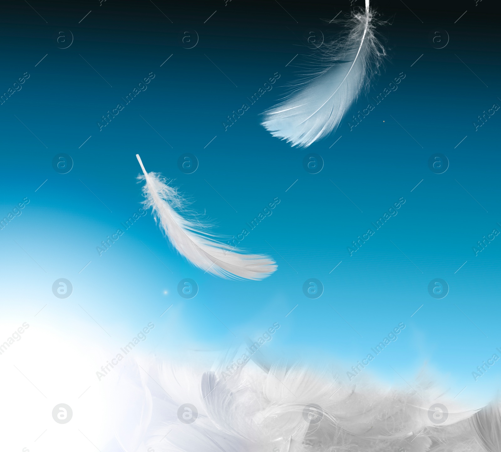 Image of Fluffy bird feathers falling on light blue background