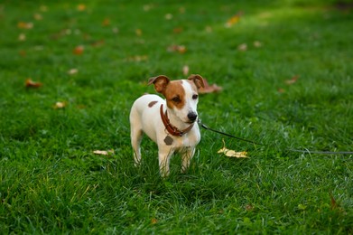 Adorable Jack Russell Terrier on green grass. Dog walking