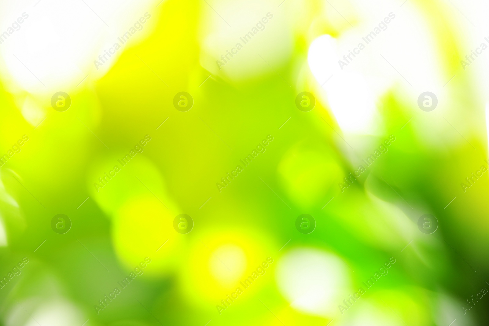 Photo of Abstract nature green background with sun rays, bokeh effect