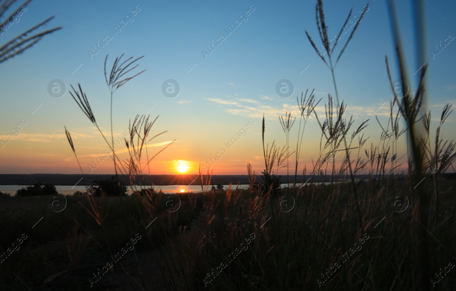 Photo of Picturesque view of beautiful plants near river at sunrise