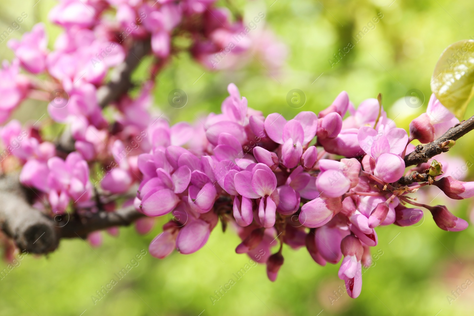 Photo of Beautiful blooming eastern redbud outdoors on sunny spring day, closeup