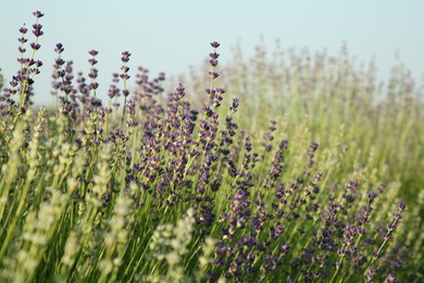 Photo of Beautiful blooming lavender growing in field, closeup. Space for text