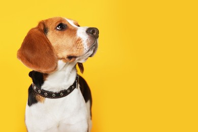 Photo of Adorable Beagle dog in stylish collar on orange background. Space for text