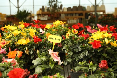 Photo of Many beautiful blooming hibiscus plants in garden center