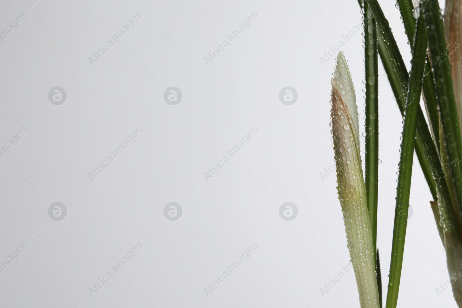 Photo of Crocus with dew drops on white background. Space for text