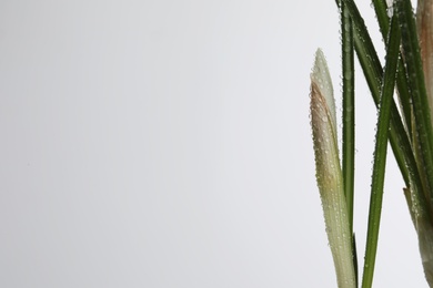 Photo of Crocus with dew drops on white background. Space for text