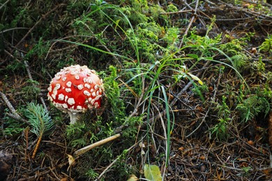Photo of One poisonous mushroom growing in green forest