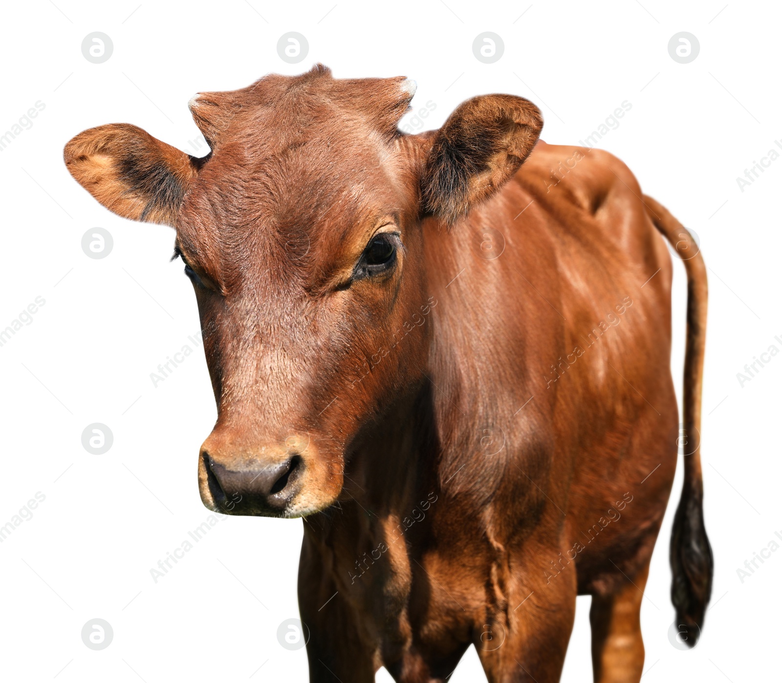 Image of Cute brown calf on white background. Animal husbandry