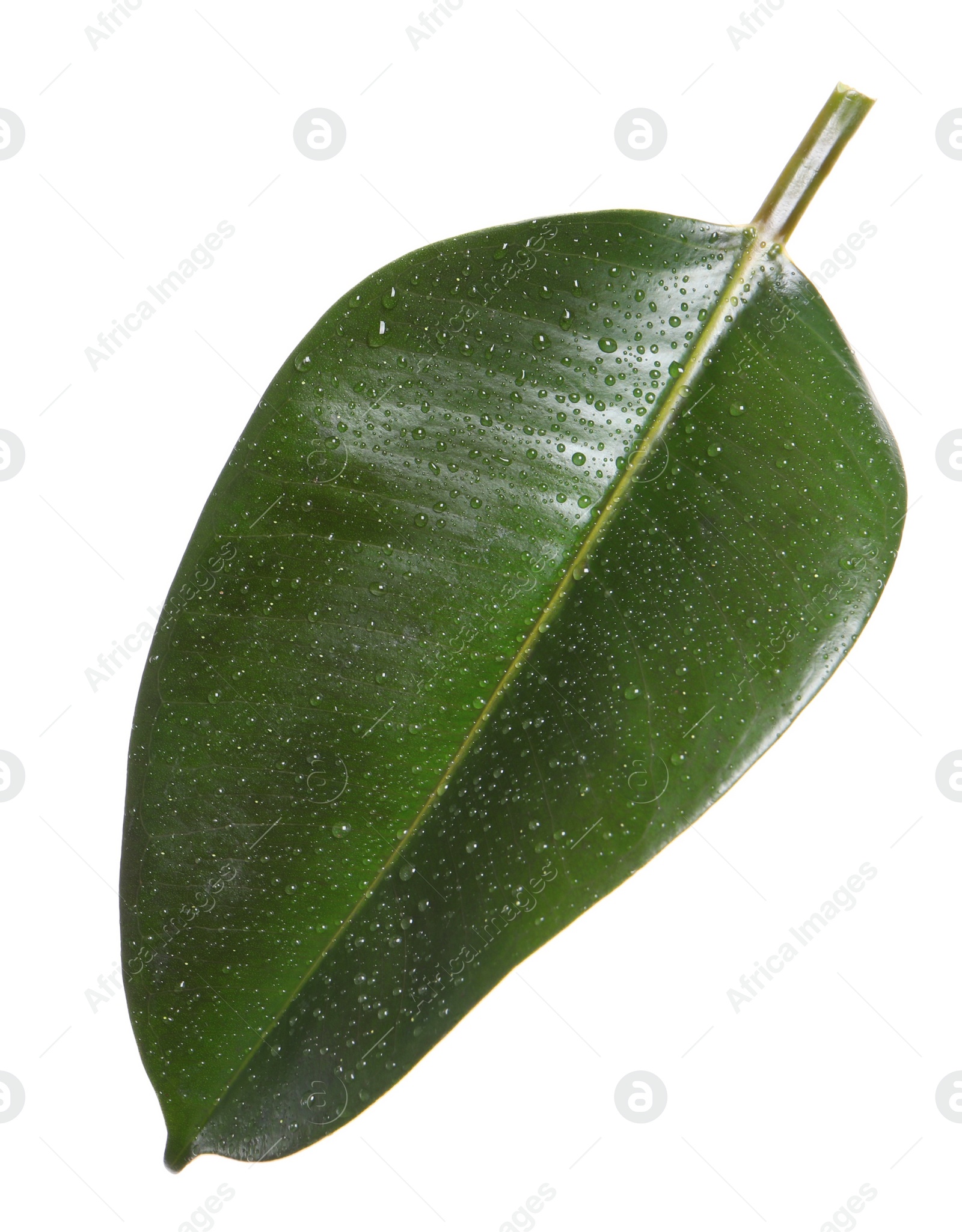 Photo of Fresh green leaf of Ficus elastica plant isolated on white