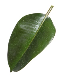 Photo of Fresh green leaf of Ficus elastica plant isolated on white