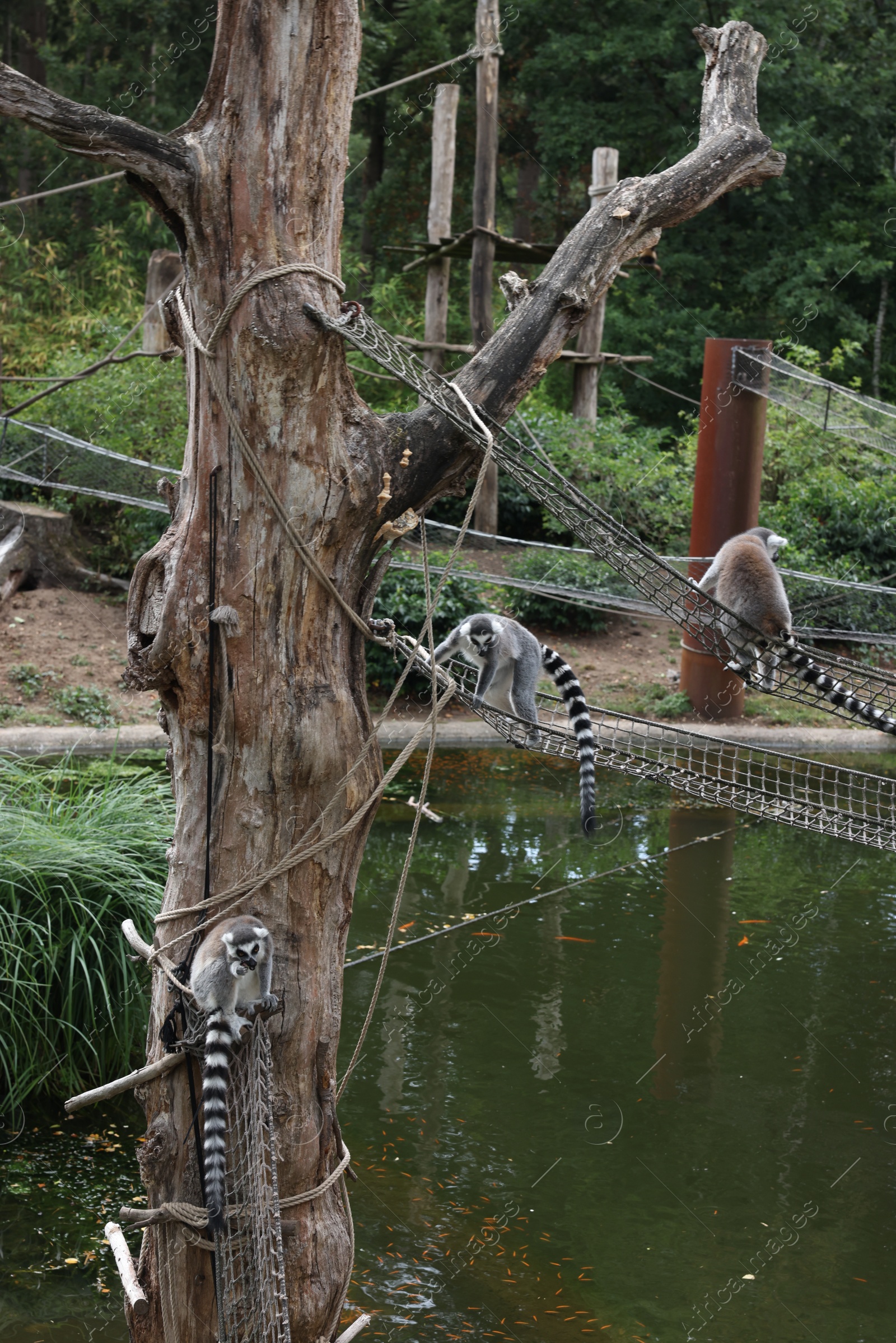 Photo of Group of adorable fluffy lemurs in zoological garden