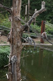 Group of adorable fluffy lemurs in zoological garden