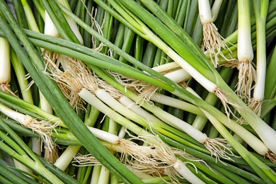 Photo of Fresh green onion as background