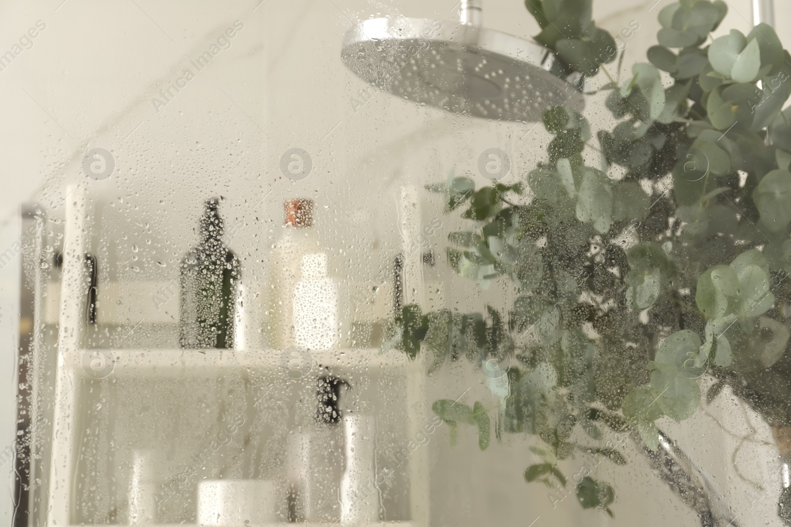 Photo of Branches of green eucalyptus leaves in shower, focus on glass with water drops