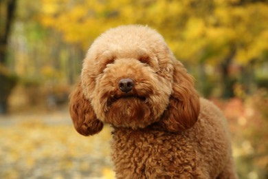 Photo of Cute dog in autumn park, closeup view