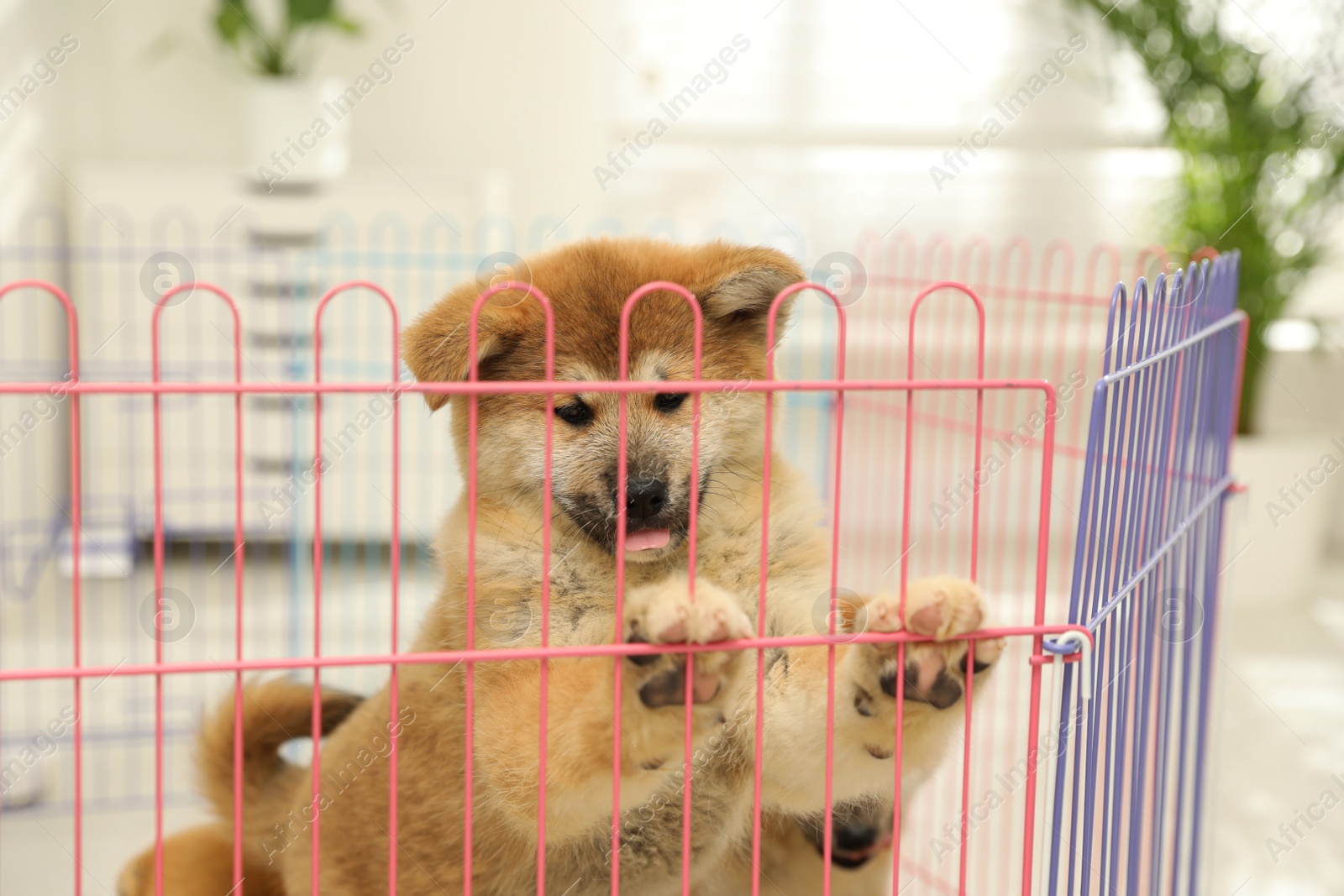 Photo of Cute Akita Inu puppy in playpen indoors. Baby animal