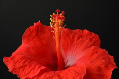 Photo of Beautiful red hibiscus flower on black background, closeup