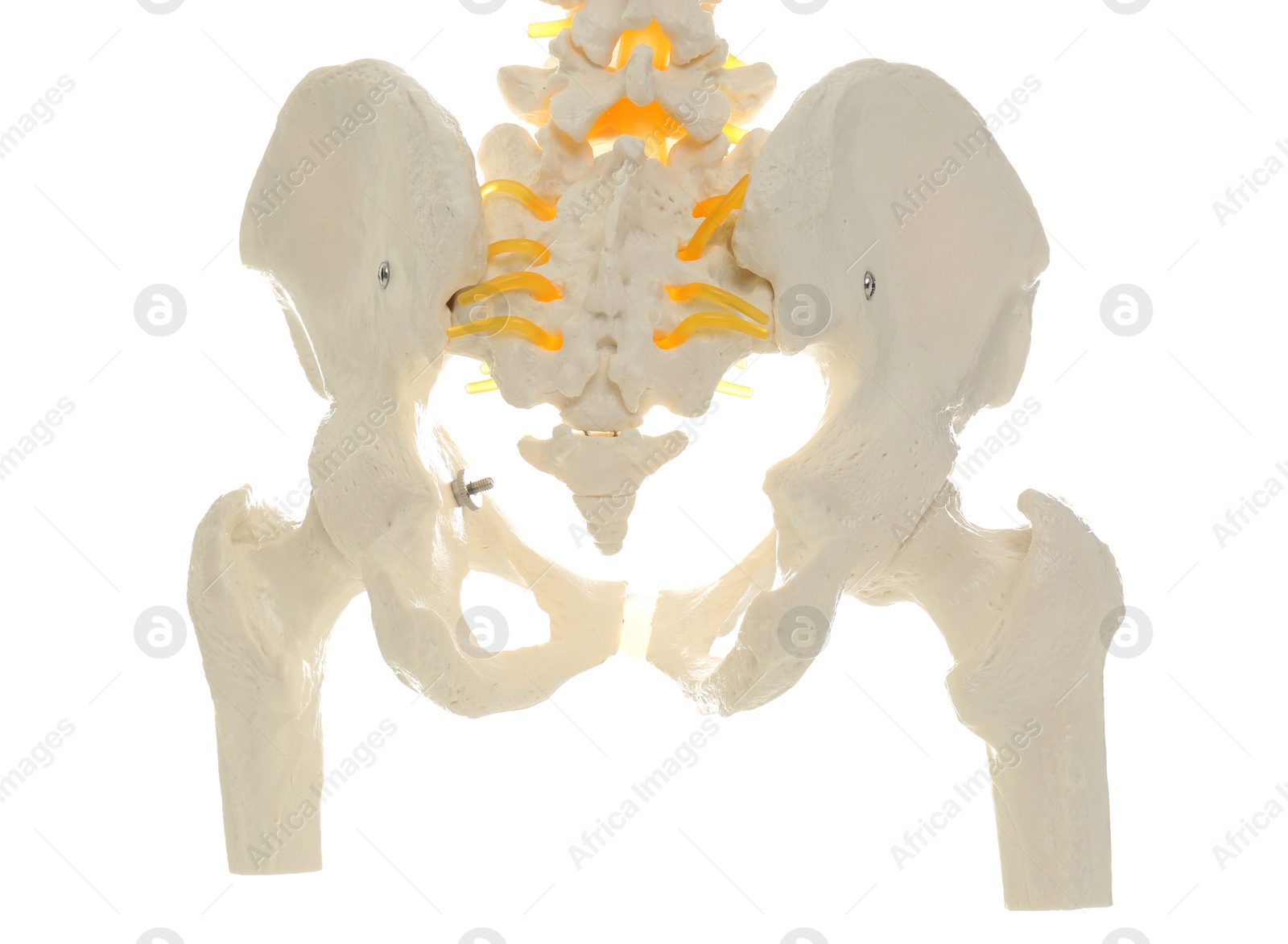 Photo of Artificial human spine model isolated on white, closeup