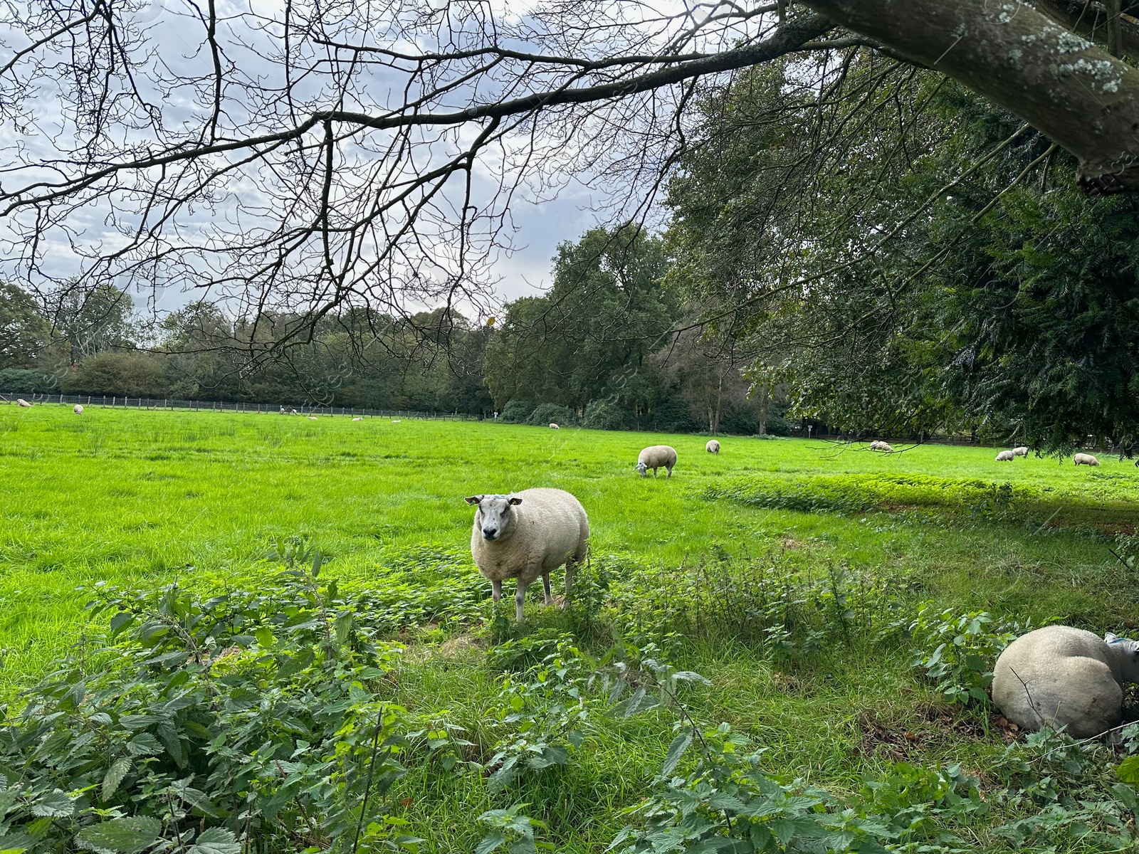 Photo of Cute sheep grazing on green lawn in picturesque park