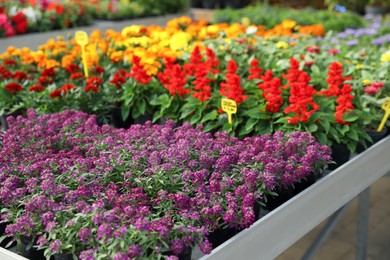 Photo of Beautiful blooming violet lobularia plants in garden center