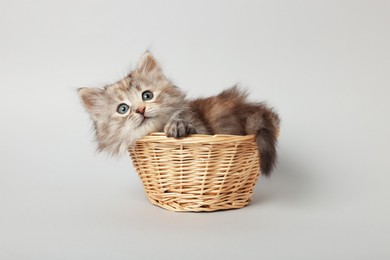 Cute kitten in wicker basket on light grey background