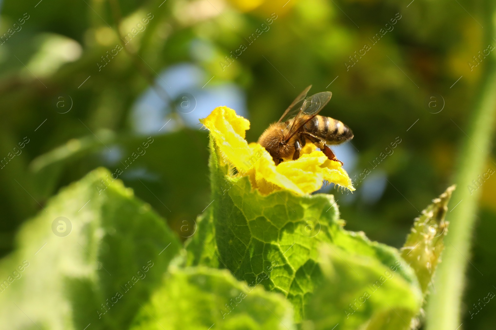 Photo of Honeybee collecting nectar from yellow flower outdoors, closeup