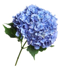 Photo of Branch of hortensia plant with delicate flowers on white background