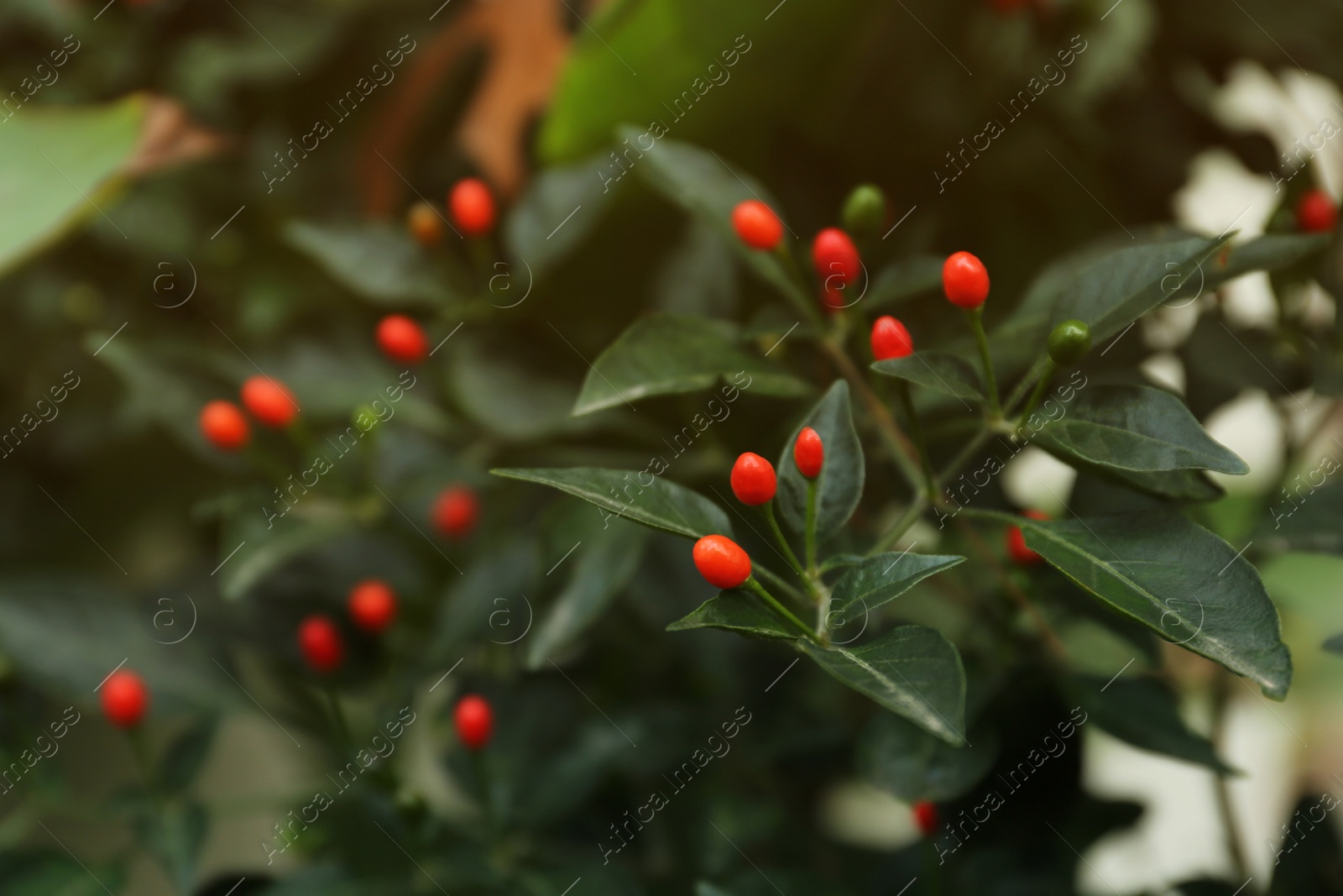 Photo of Chili pepper plant growing in garden outdoors, closeup