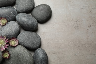 Photo of Spa stones and astrantia flowers on grey table, flat lay. Space for text