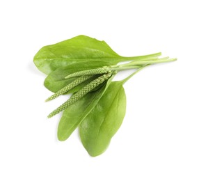 Photo of Leaves and seeds of broadleaf plantain on white background, top view. Medicinal herb
