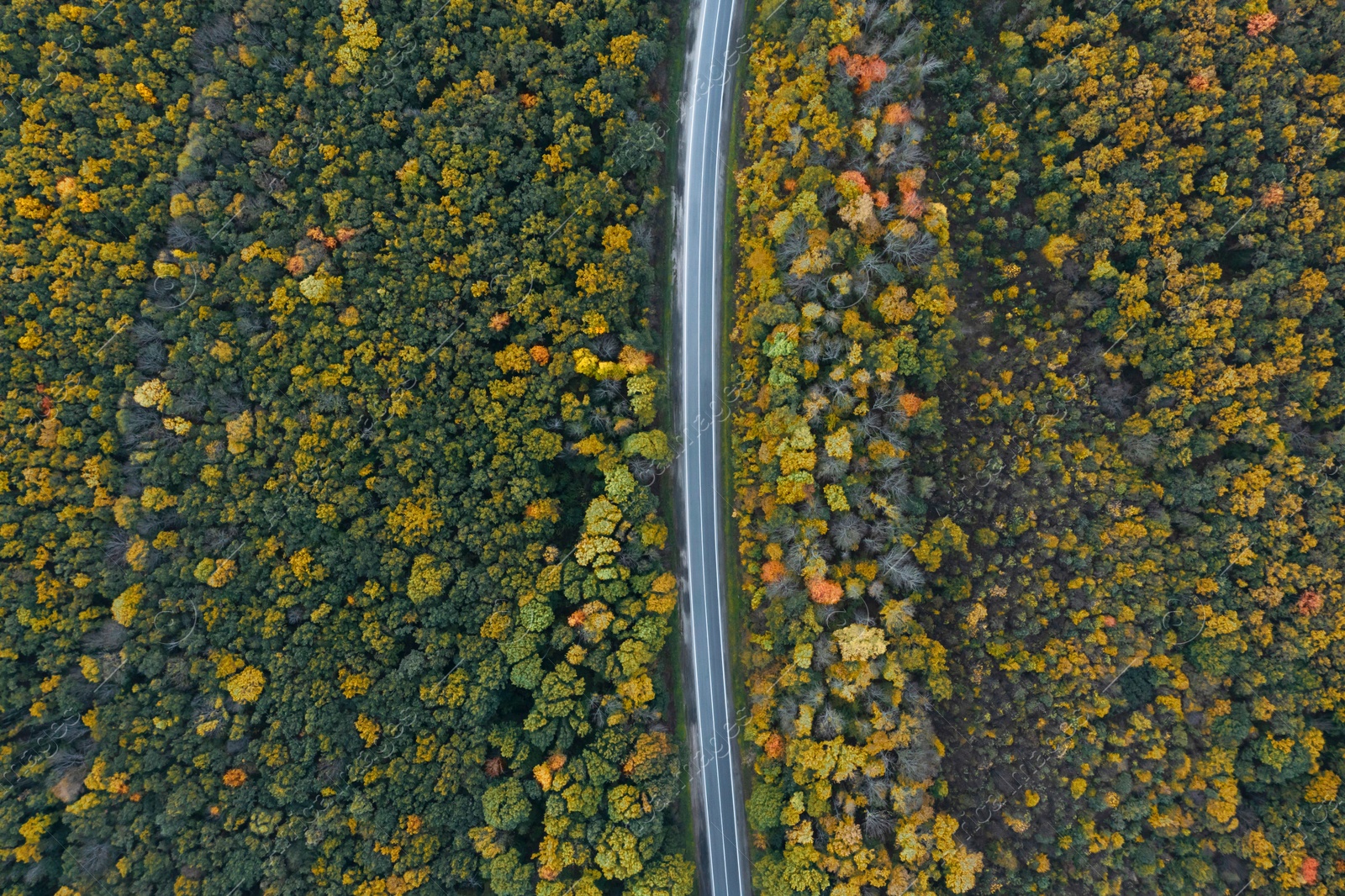 Image of Aerial view of road going through beautiful autumn forest