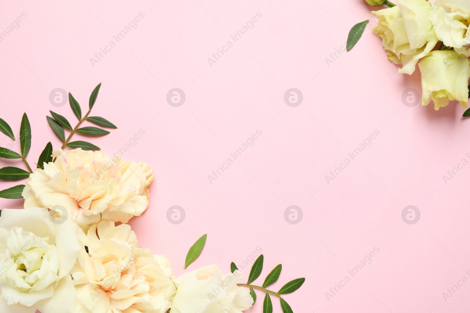 Photo of Flat lay composition with beautiful flowers and space for text on pink background. Floral card design