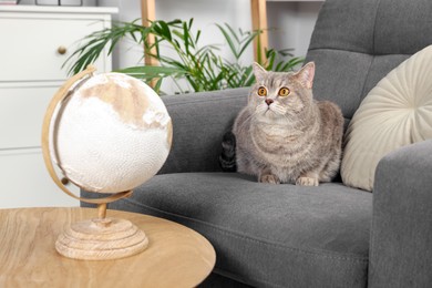 Photo of Cute cat on armchair near table with globe at home. Travel with pet concept