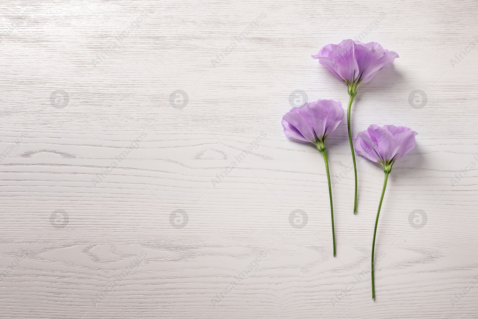 Photo of Flat lay composition with beautiful Eustoma flowers on light wooden background