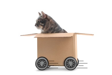 Image of Cat in cardboard box on wheels hurrying forward against white background