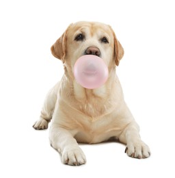 Cute Labrador Retriever dog blowing bubble gum on white background