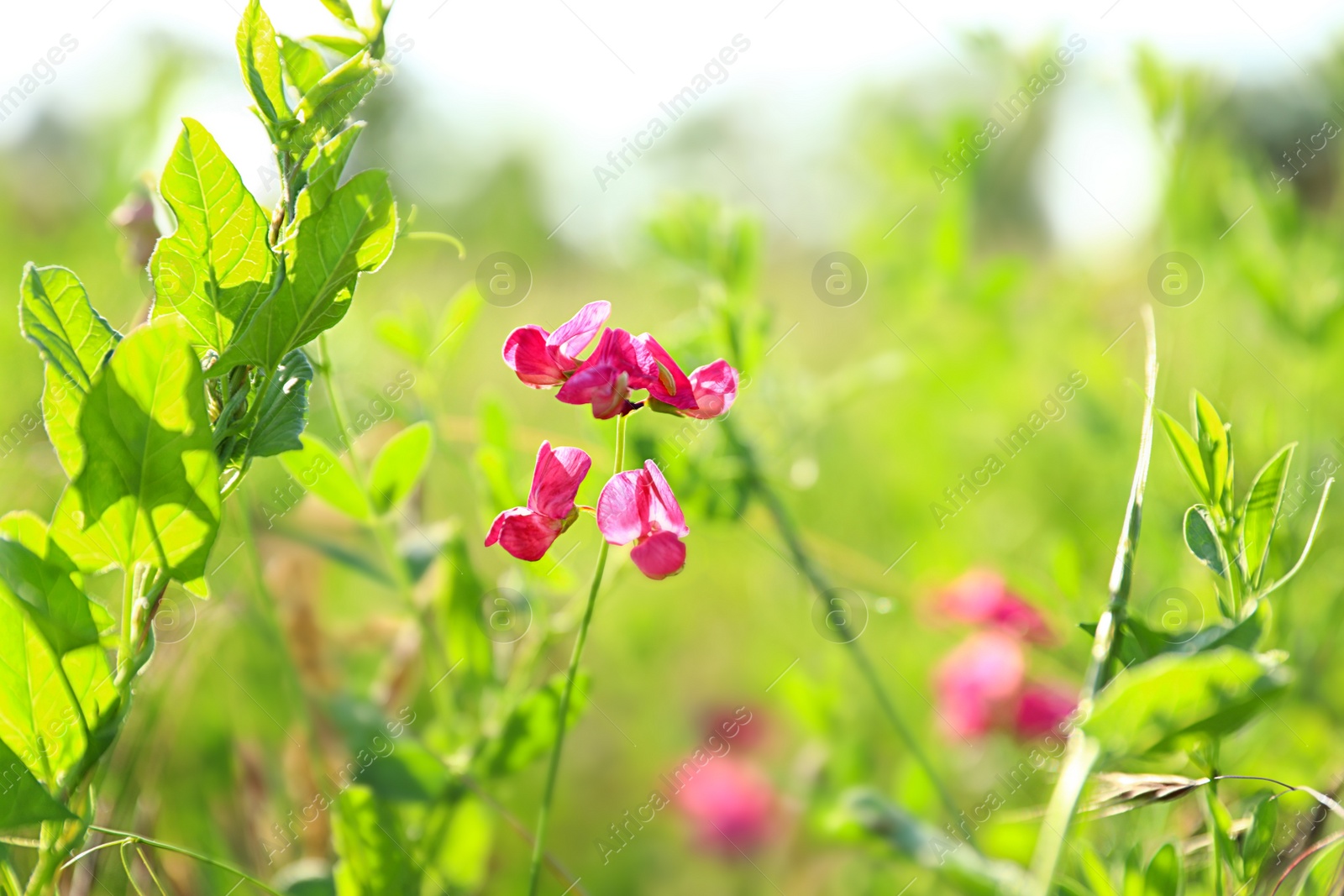 Photo of Beautiful wild flowers outdoors. Amazing nature in summer