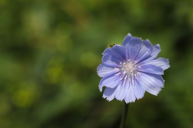 Photo of Beautiful blooming chicory flower growing outdoors, closeup. Space for text