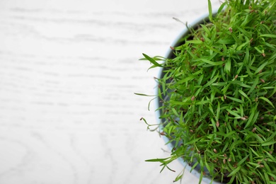 Fresh organic microgreen in pot on white table, top view. Space for text