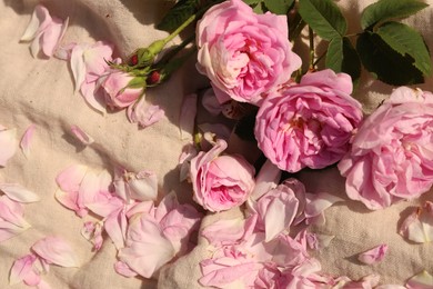 Photo of Beautiful tea roses and petals on beige fabric, flat lay