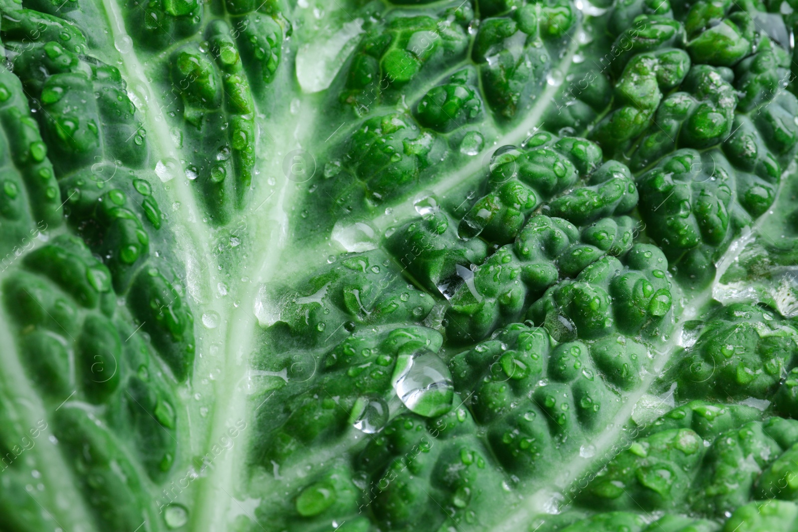 Photo of Leaf of fresh savoy cabbage as background, closeup