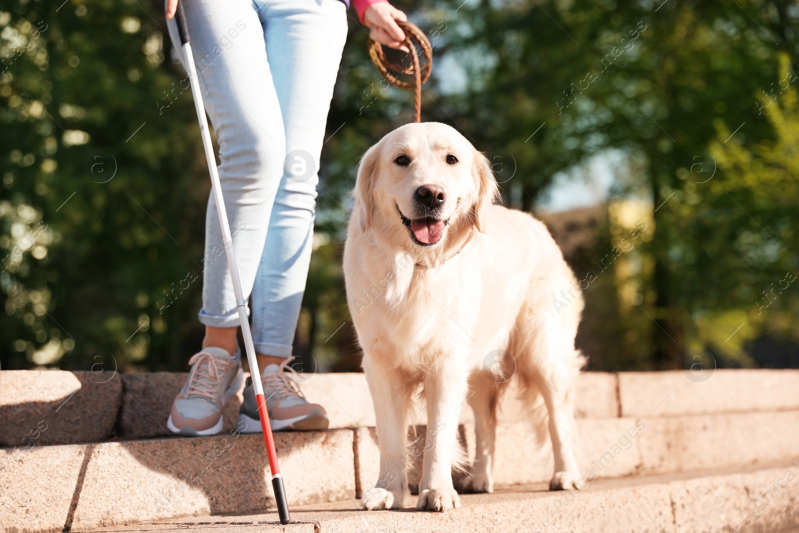 Photo of Guide dog helping blind person with long cane going down stairs outdoors