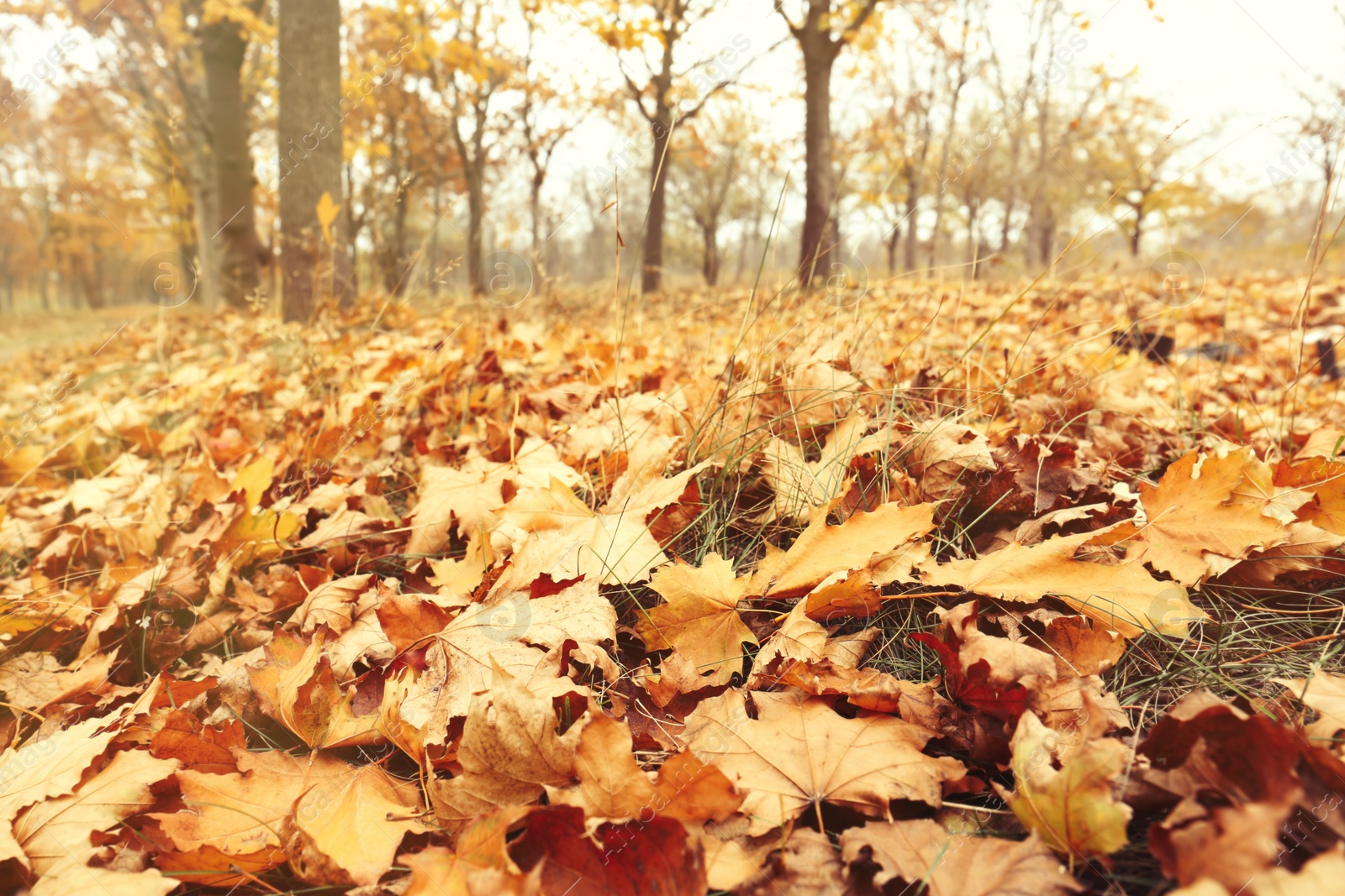 Photo of Fallen leaves on green grass in autumn park