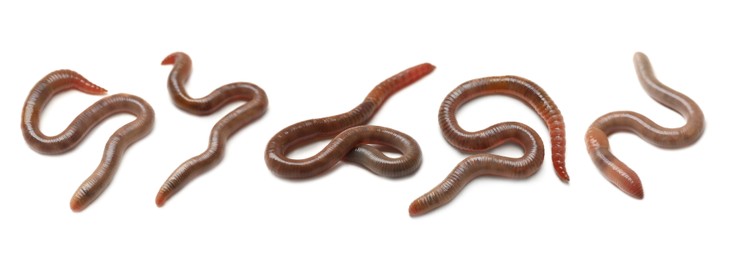 Image of Set with many worms isolated on white