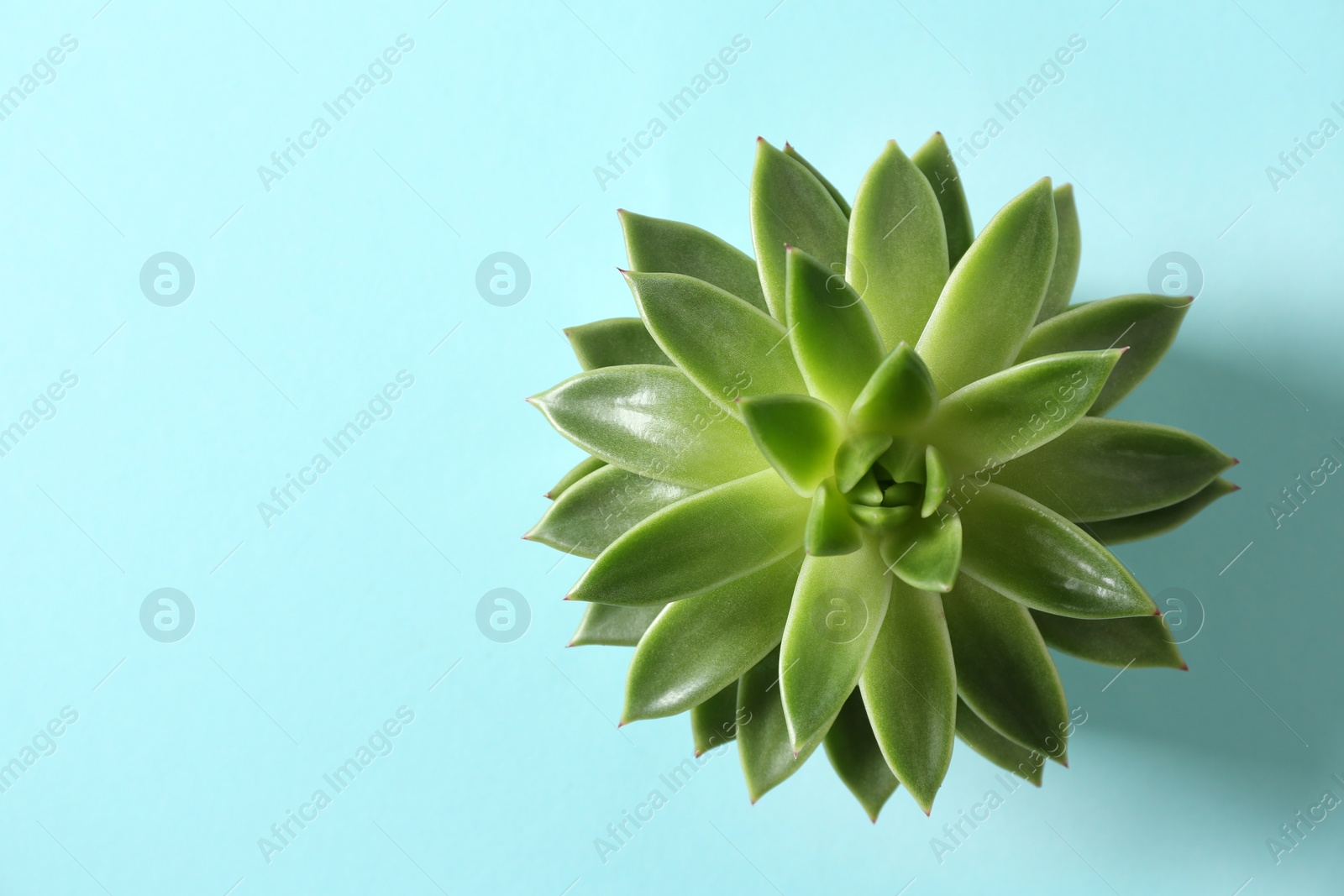 Photo of Beautiful echeveria on light blue background, top view with space for text. Succulent plant