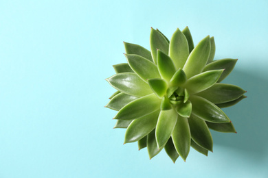Photo of Beautiful echeveria on light blue background, top view with space for text. Succulent plant