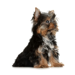 Cute Yorkshire terrier puppy on white background. Happy dog