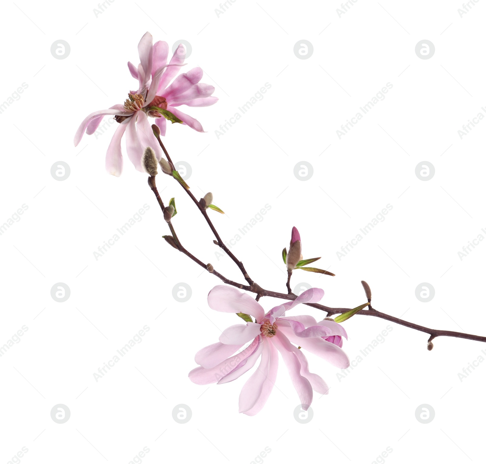 Photo of Magnolia tree branch with beautiful flowers isolated on white